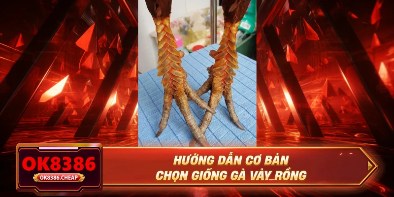 Hướng dẫn cơ bản chọn giống gà vảy rồng